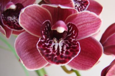 Cym Darch Nancy Quach 'Fantastic'