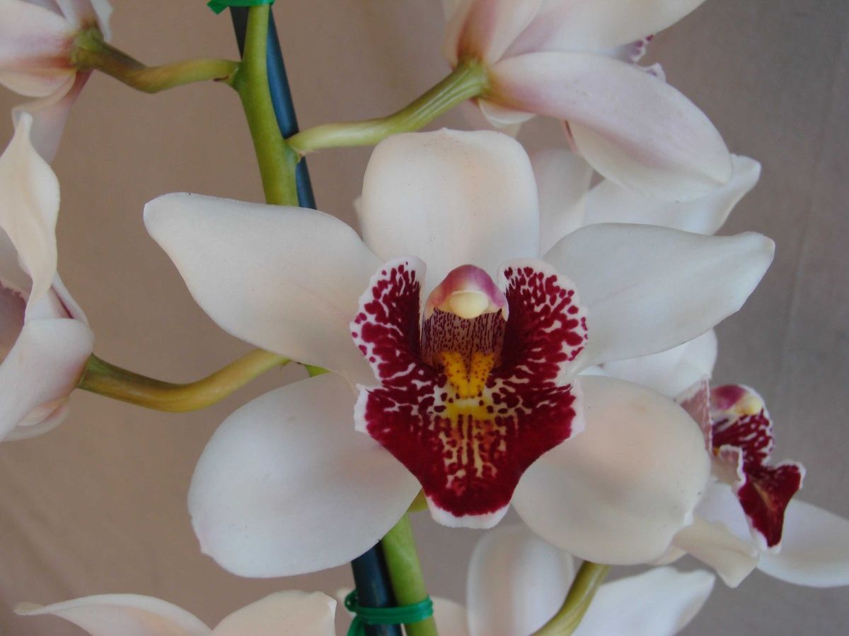 Cym Darch Thai 'Blood Eye'