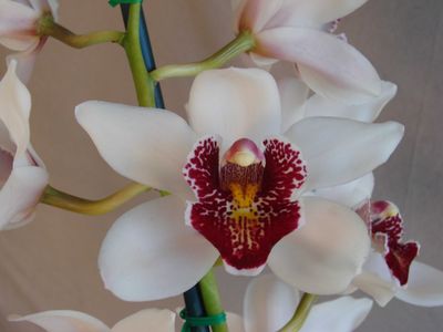 Cym Darch Thai 'Blood Eye'