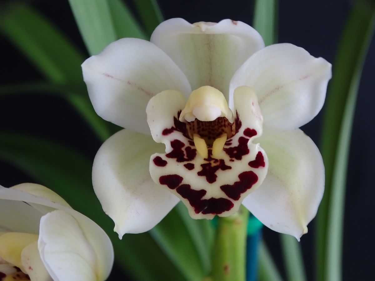 Cym Darch Hannah 'Tooth Fairy'