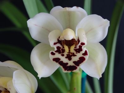 Cym Darch Hannah 'Tooth Fairy'