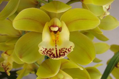 Cym Cerritos Miss 'Centre Point M'