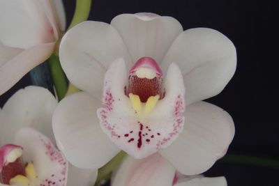 Cym Darch Elf 'Gertrude'