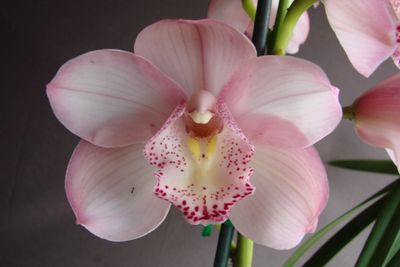 Cym Darch Mousse 'Pink Doll'