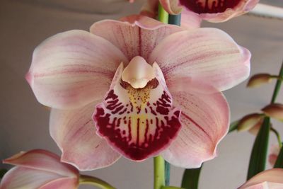 Cym Darch Tracy 'Skippy'