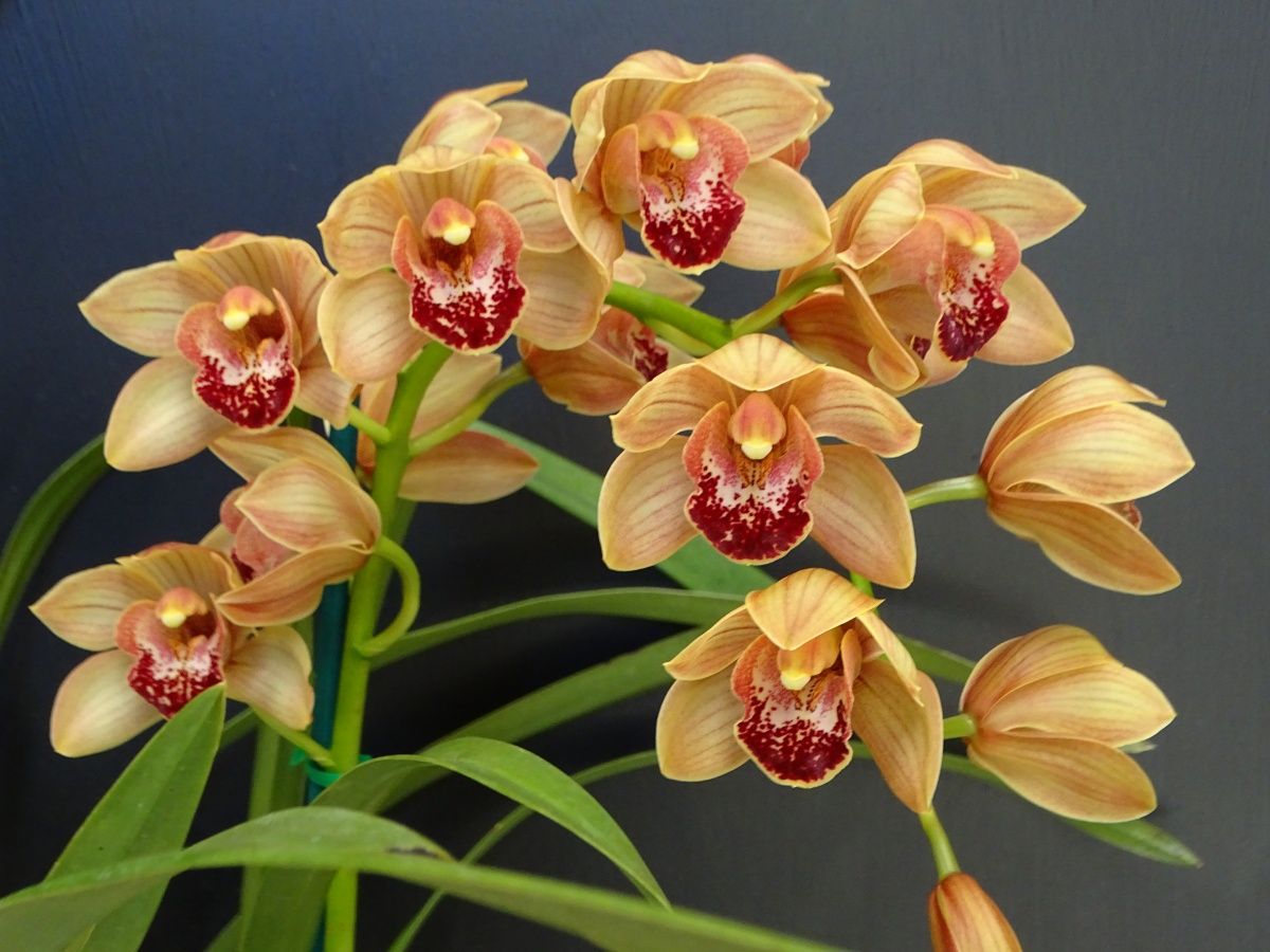 Cym Darch Joanne 'Orange Delight'