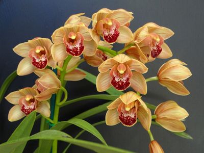 Cym Darch Joanne 'Orange Delight'