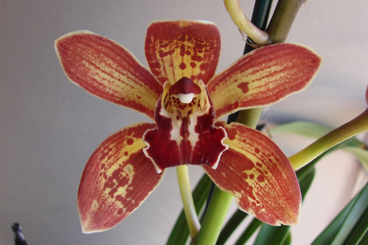 Cym Darch Dots 'Wrench'