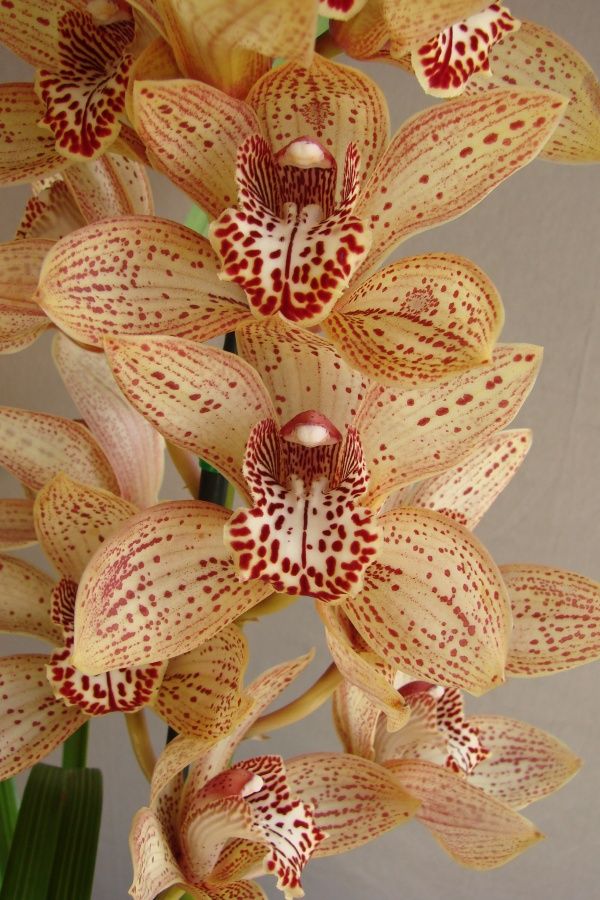 Cym Darch Dots 'Pyjamas'