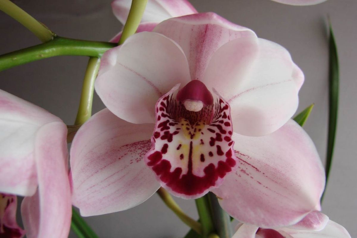 Cym Darch Lovely 'Frosted Glass'