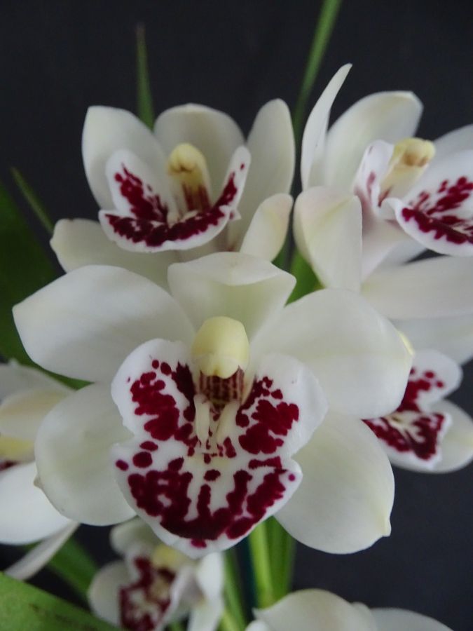 Cym Darch VIP 'Money's Worth'