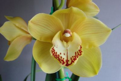 Cym Darch Toffee 'Honey Pot'