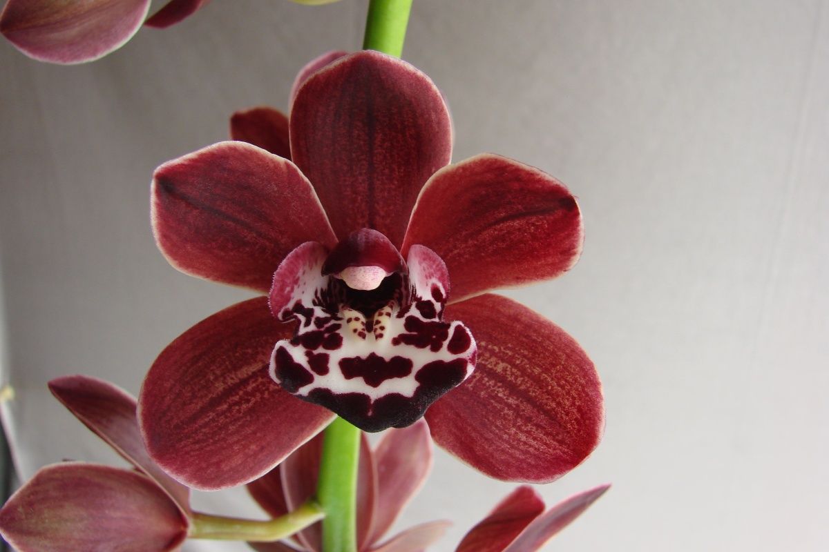 Cym Itsy Bitsy 'Spider'