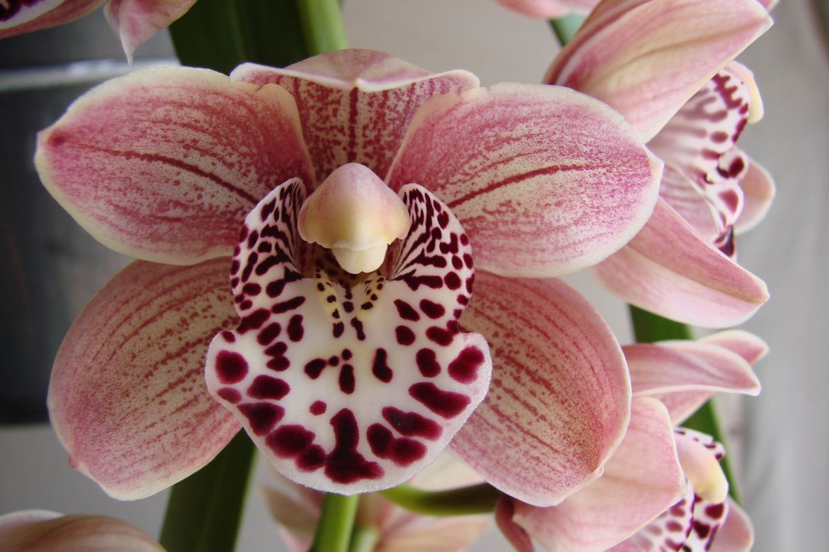 Cym Darch Ryan 'Sexy Legs'