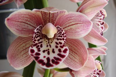 Cym Darch Ryan 'Sexy Legs'