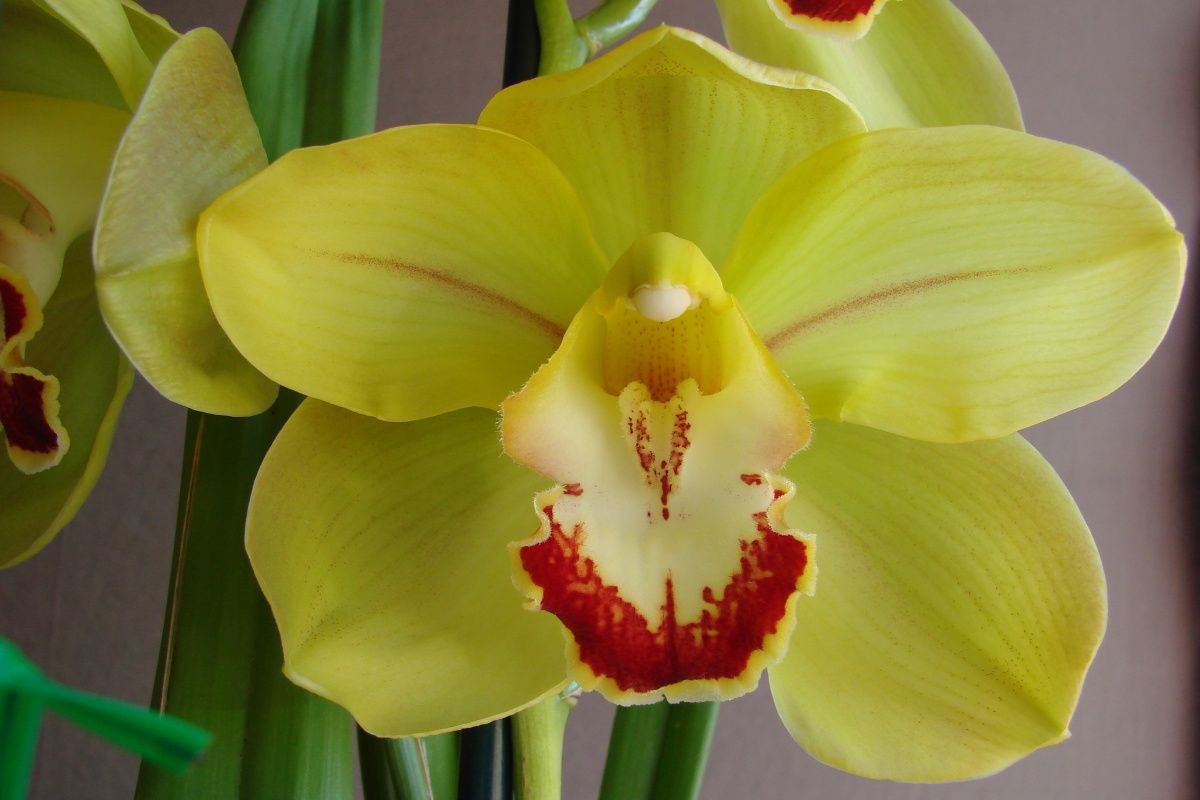 Cym Darch Io 'Fever'