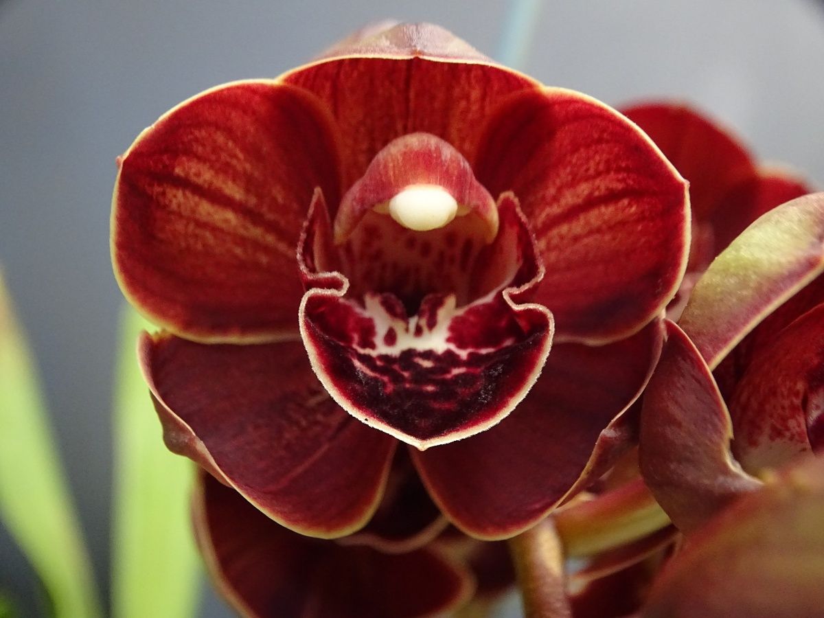 Cym Stewart Stretch 'Chocie'