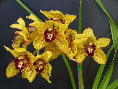 Cym Darch Dots 'Cheetah'