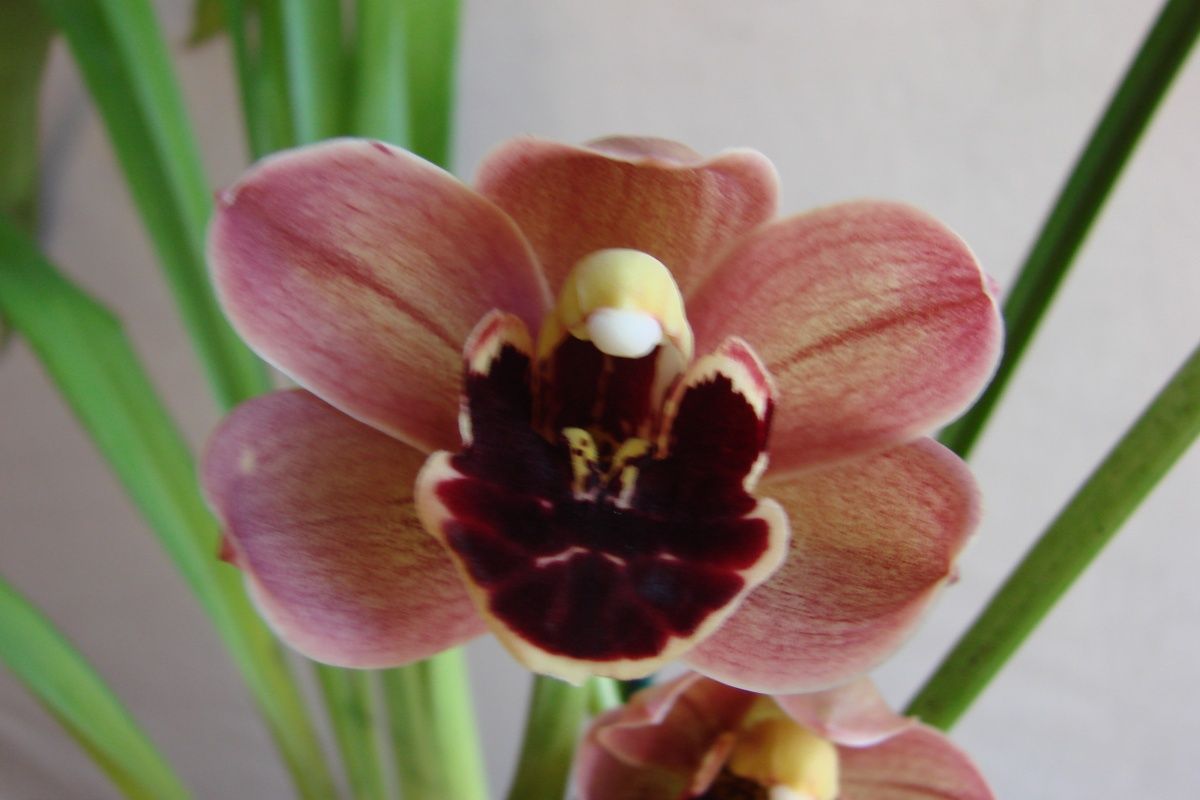 Cym Darch Alex 'Red Eye'