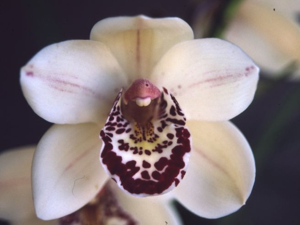 Cym Autumn Wonder 'Early Snow'