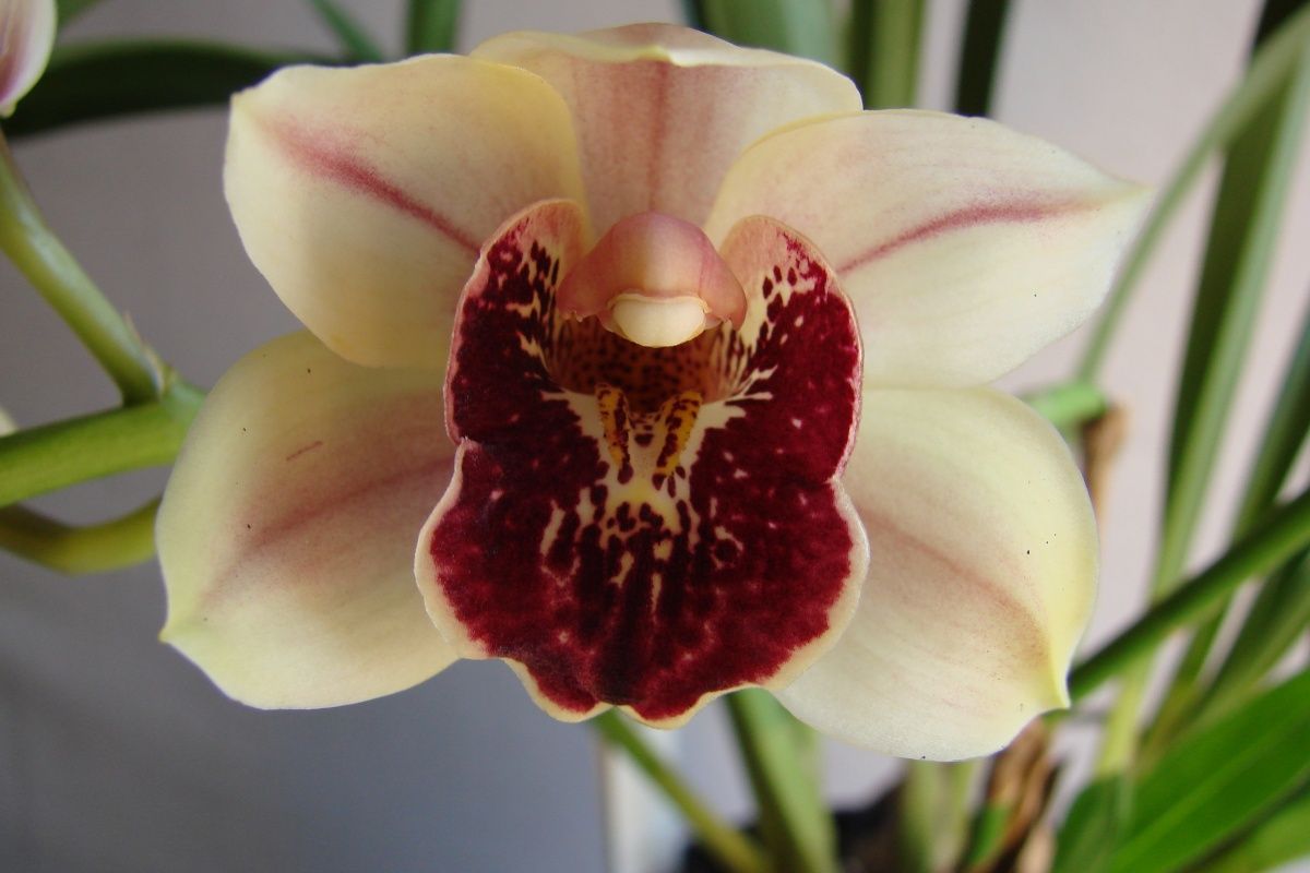 Cym Darch Tamborine 'Flames'