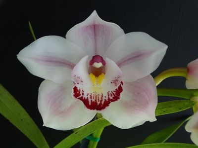 Cym (Thelma Robinson x Fancy Free) 'Merle'