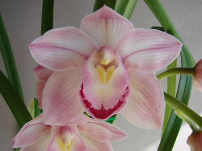 Cym Darch Celebration 'Fancy Pants'