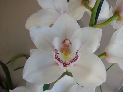 Cym (Royal Poet x Dutchman's Delight) 'Fourteen'