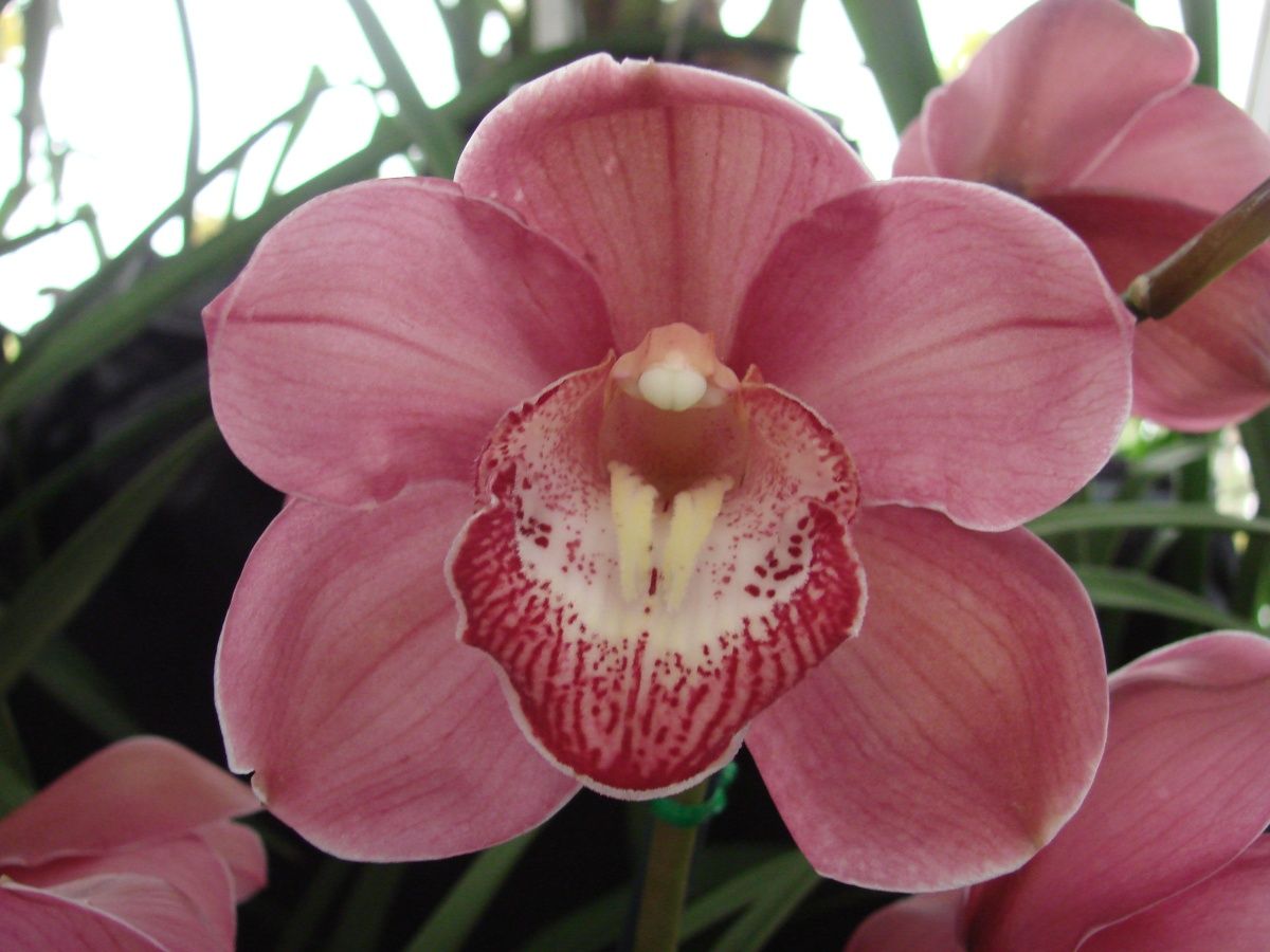 Cym Dural Dream 'Darch'