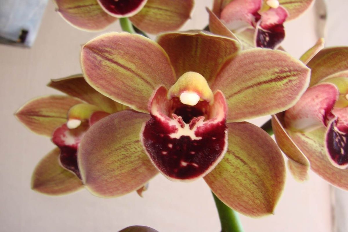 Cym Stewart Stretch 'Ginger'