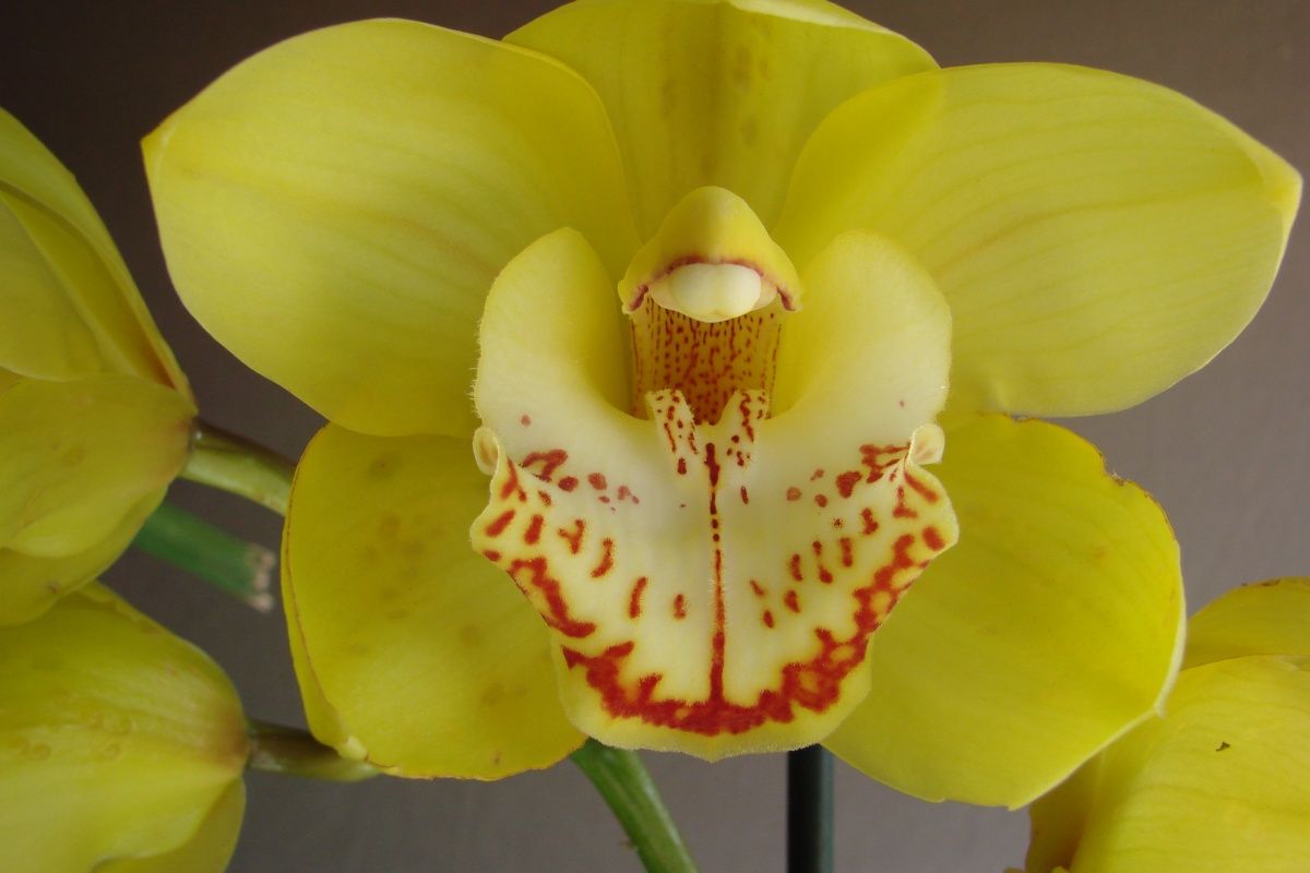 Cym Marilyn Thomas 'Daffodil'