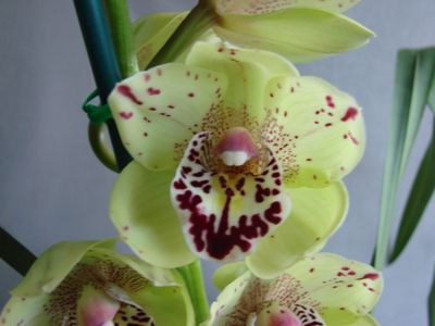 Cym Darch Magic 'Shot'