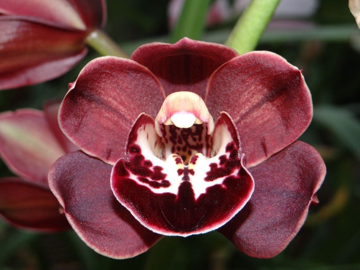 Cym Last Boland 'Rugby'