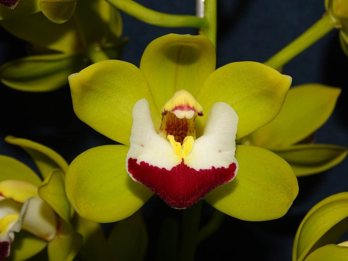 Cym Thumbs Up 'Tamera'