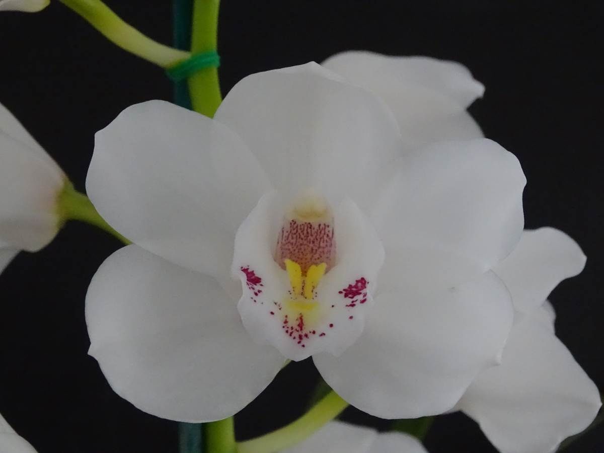 Cym Darch Prince 'White Bunny'
