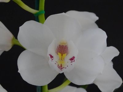 Cym Darch Prince 'White Bunny'