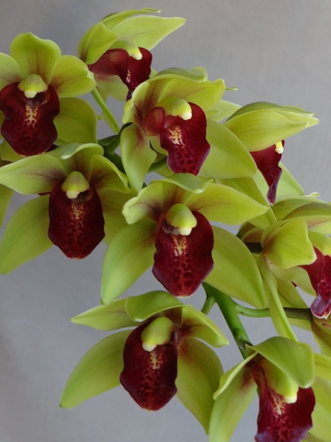 Cym Laelia Singer 'Darch'