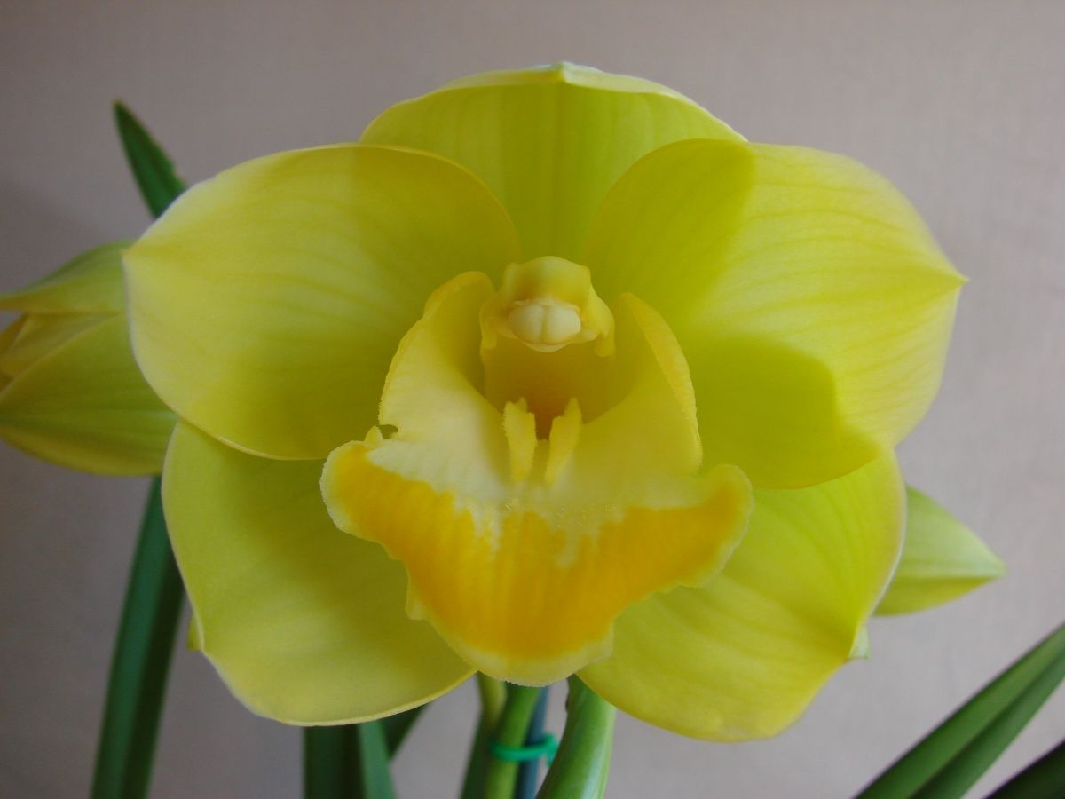 Cym Darch Rosie 'Lemon Butter'