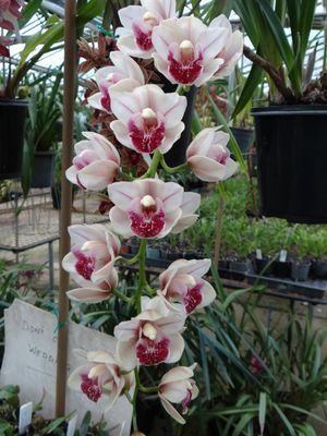 Cym Darch Tamborine 'Lipstick'