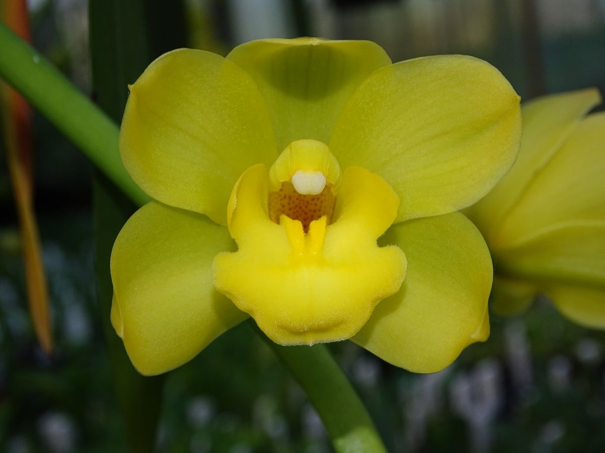 Cym Darch Beau 'New Star'