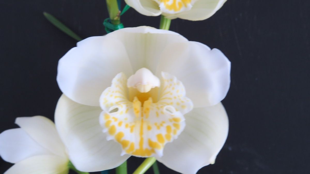 Cym Dural Cloud 'Oh My God'