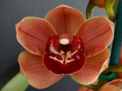 Cym (Hazel Fay x Willunga Royal) 'Charlie' Cym (Hazel Fay x Willunga Royal) 'Charlie'