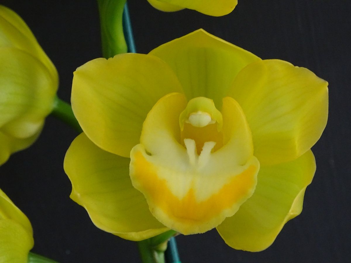 Cym Darch Rosie 'Blue'