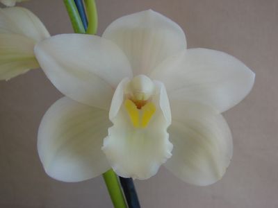 Cym Darch Nancy 'Crystal'