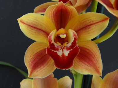 Cym Darch Papaya 'Spice Pot'