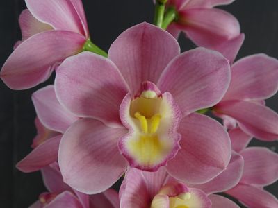 Cym (Mini Khan x Sylvan Star) 'Cool Cat'