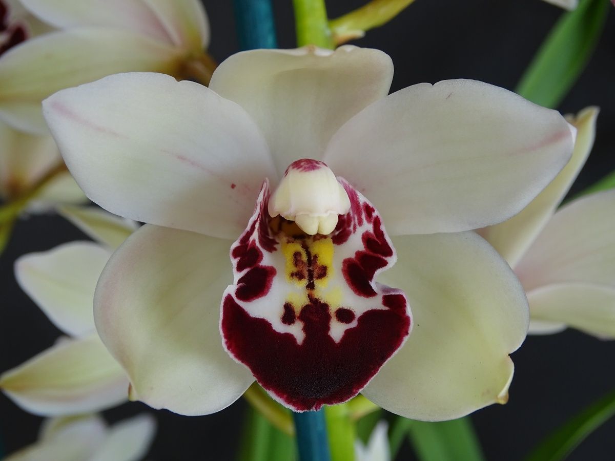 Cym (Darch Globetrotter x Ice On Fire) 'Wisdom'