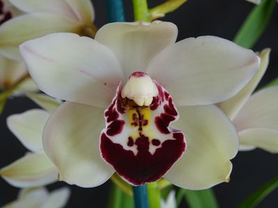 Cym (Darch Globetrotter x Ice On Fire) 'Wisdom'