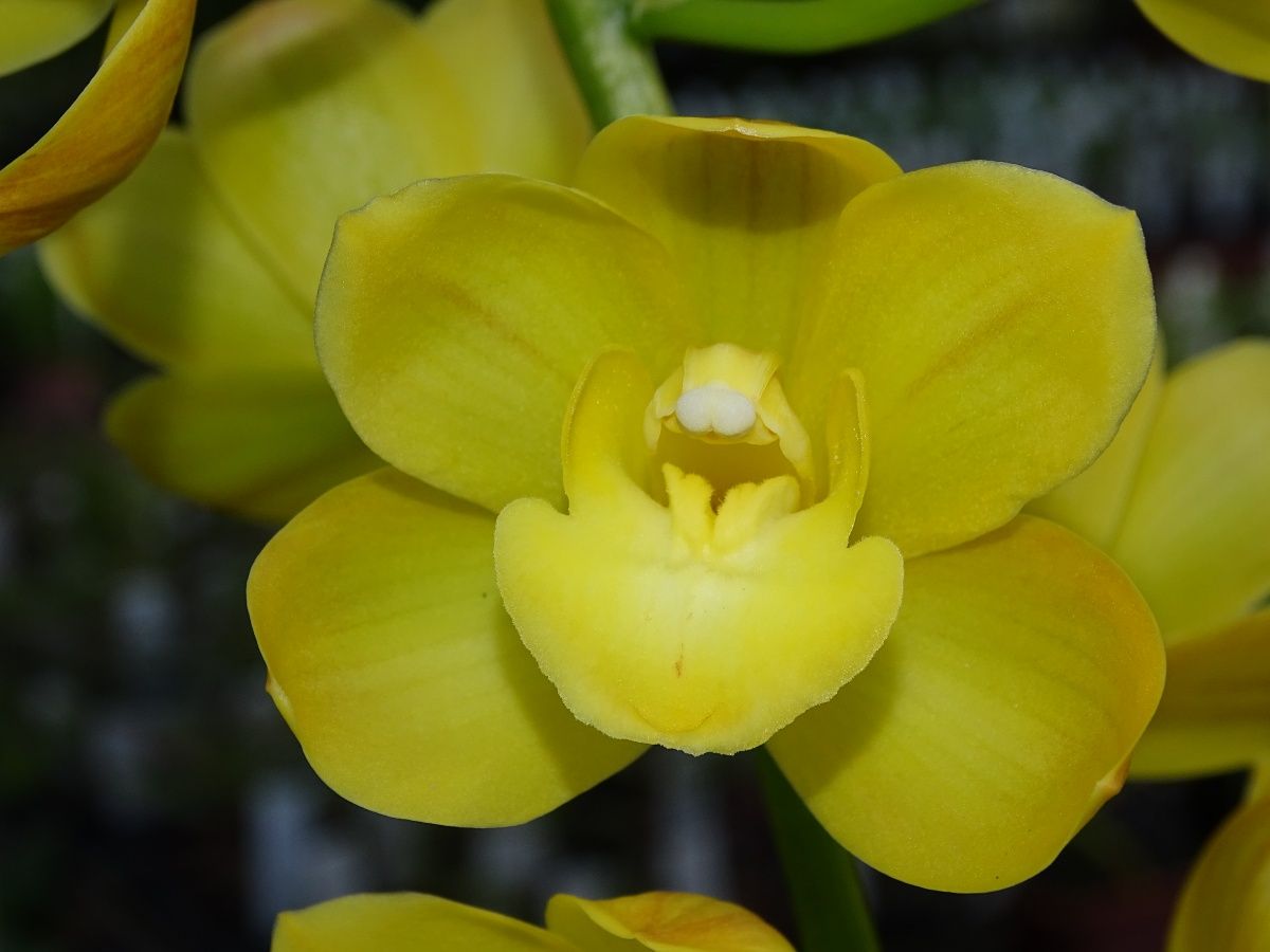 Cym Darch Uralla 'Jolly'