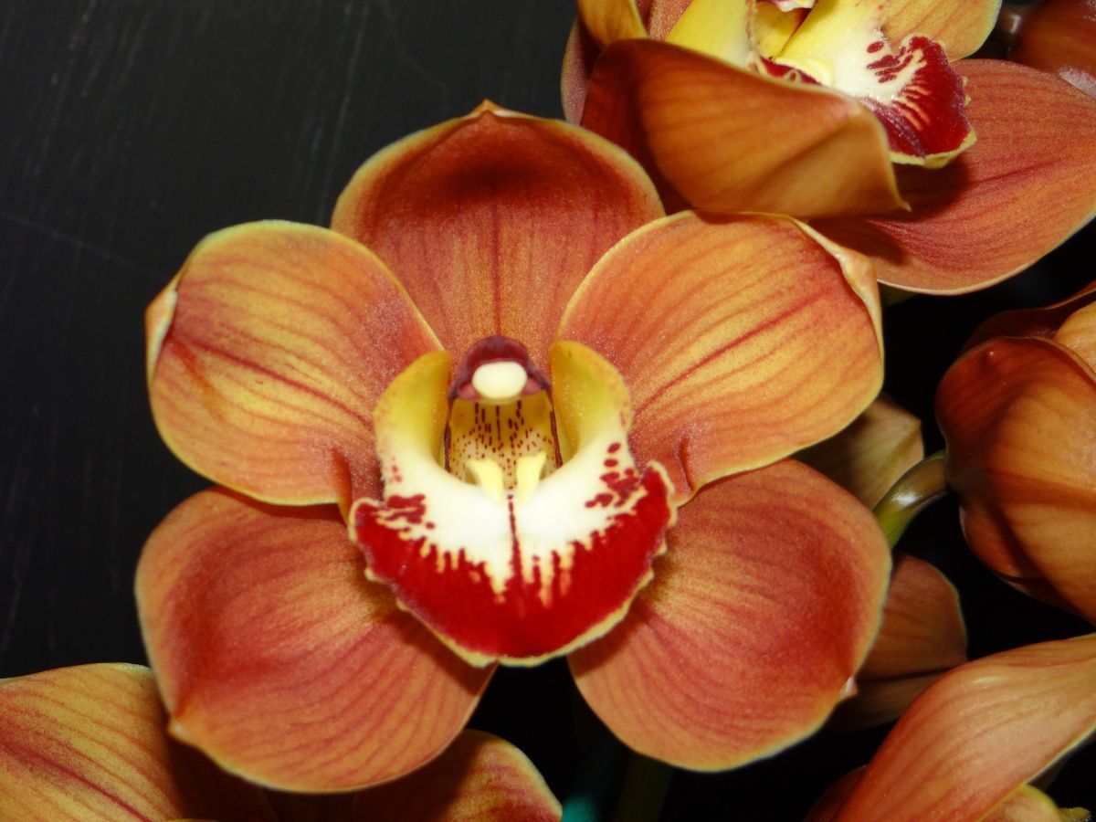 Cym (Viva Las Vegas x Darch Spectacle) 'Darch'